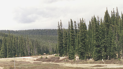 subalpine fir forest