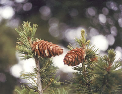 limber pine cones